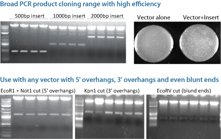 For+cloning