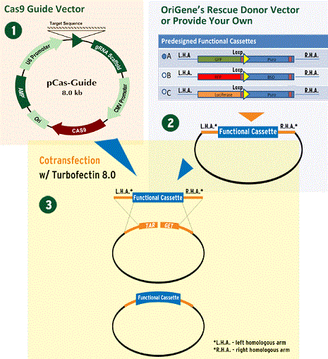 dna cloning