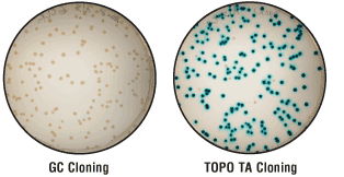 topo  ta cloning kit