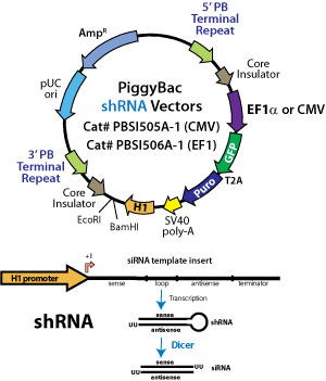 Sh Rna