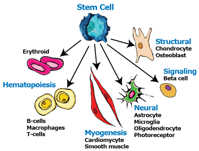 Transitioning epithelial cells to mesenchymal cells enhances cardiac protectivity