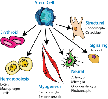 Beta T Cells