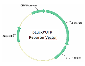Luciferase Reporter Gene Construct
