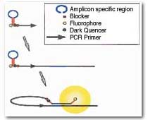 Pcr Probe