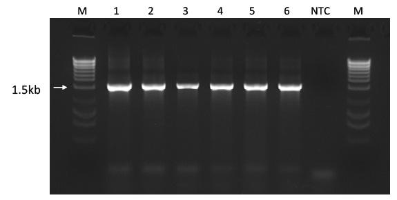microbial dna isolation kit