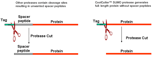 coolcutter sumo protease 1000 units