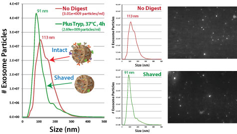 Exosome Mass Spectrometry Service Exosome Mass Spectrometry Service