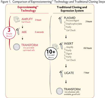expresso t7 sumo solubility tag cloning