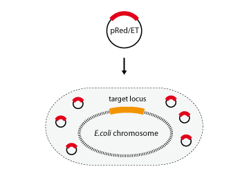 kit for gene knockout or gene modification on the e coli chromosome gene knockout