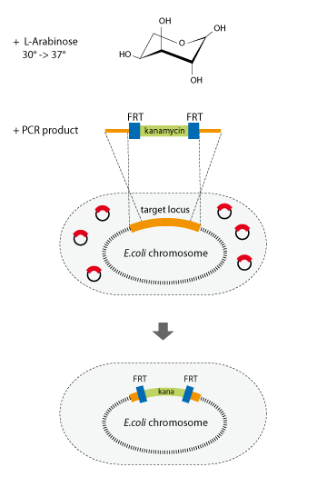 kit for gene knockout or gene modification on the e coli chromosome gene knockout