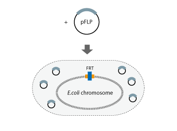 kit for gene knockout or gene modification on the e coli chromosome gene knockout