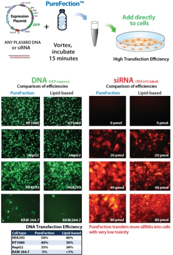 dna sirna transfection