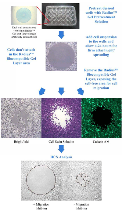 Radius 2 D Cell Migration And Wound Healing Assays
