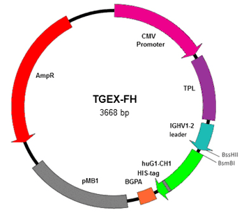 TGEX-FH Human IgG1 Fab Heavy Chain Fragment Cloning Vector ...