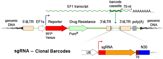 CRISPR Cas9 Lentiviral Guide RNA Libraries with expressed barcodes for RNA- Seq / Perturb-Seq