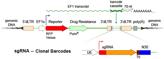 https://www.biocat.com/bc/img/info_pix/celltracker-xp-crispr-barcode-vector-map_small.gif