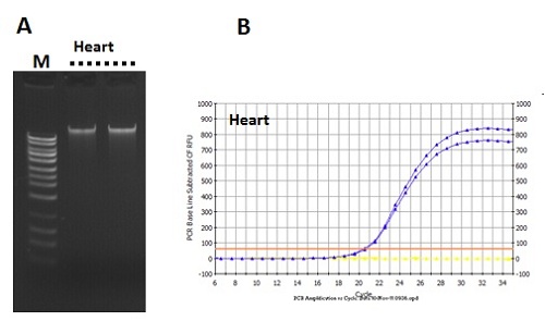 rna dna purification kit 50 preps