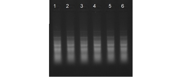 stool total rna and genomic dna