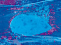 Cell-based assays