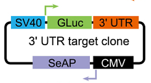GeneCopoeia miRNA Target Clones