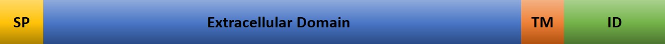 ACE2 Domains