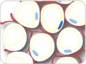 Diabetes and Obesity Assays