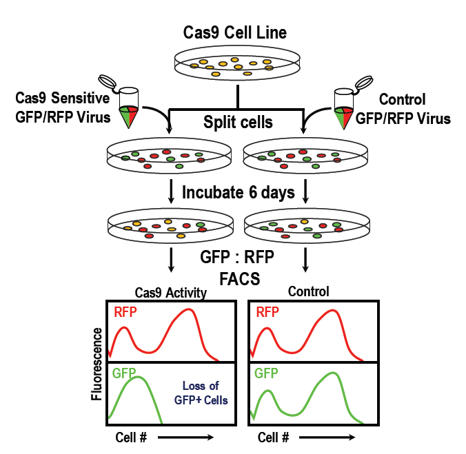 CRISPRtest Workflow