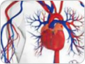 Assays for Cardiovascular Markers