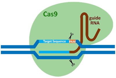 CRISPR/Cas9