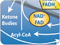 Cell Metabolism Assays