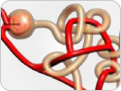 Renal Tissue Injury and Function