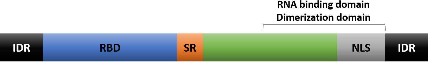 N-Protein