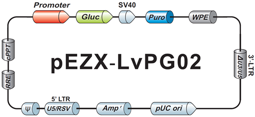 GeneCopoeia Promoter Clones