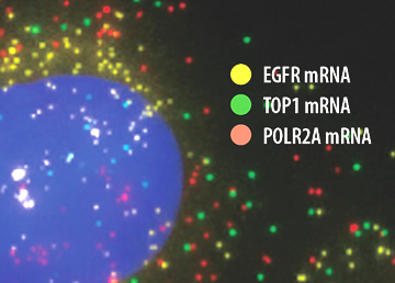 LGC Biosearch