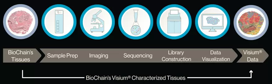 10xvisium Characterized Tissues
