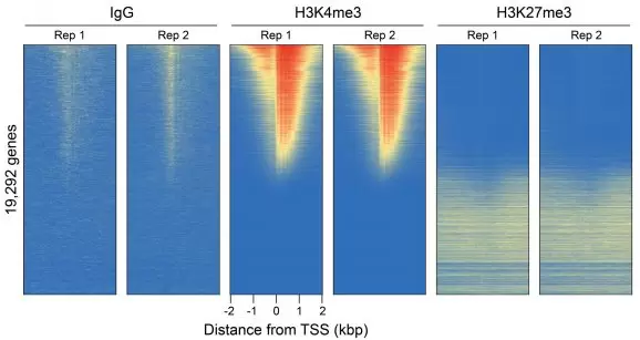 14 1048 V5 Genome Wide Heatmaps