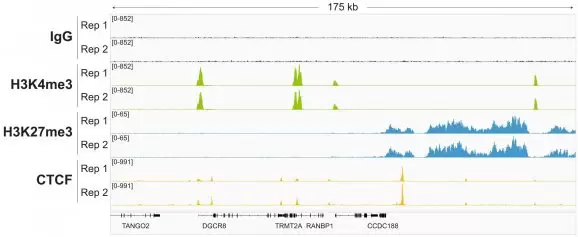 14 1048 V5 Representative Gene Browser Tracks