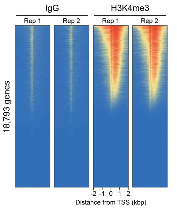 14 1102 V4 Genome Wide Heatmaps Fig4
