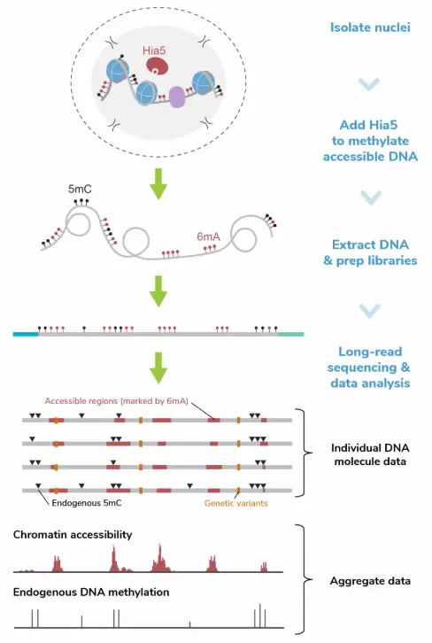 14 2001 Fiber Seq Workflow