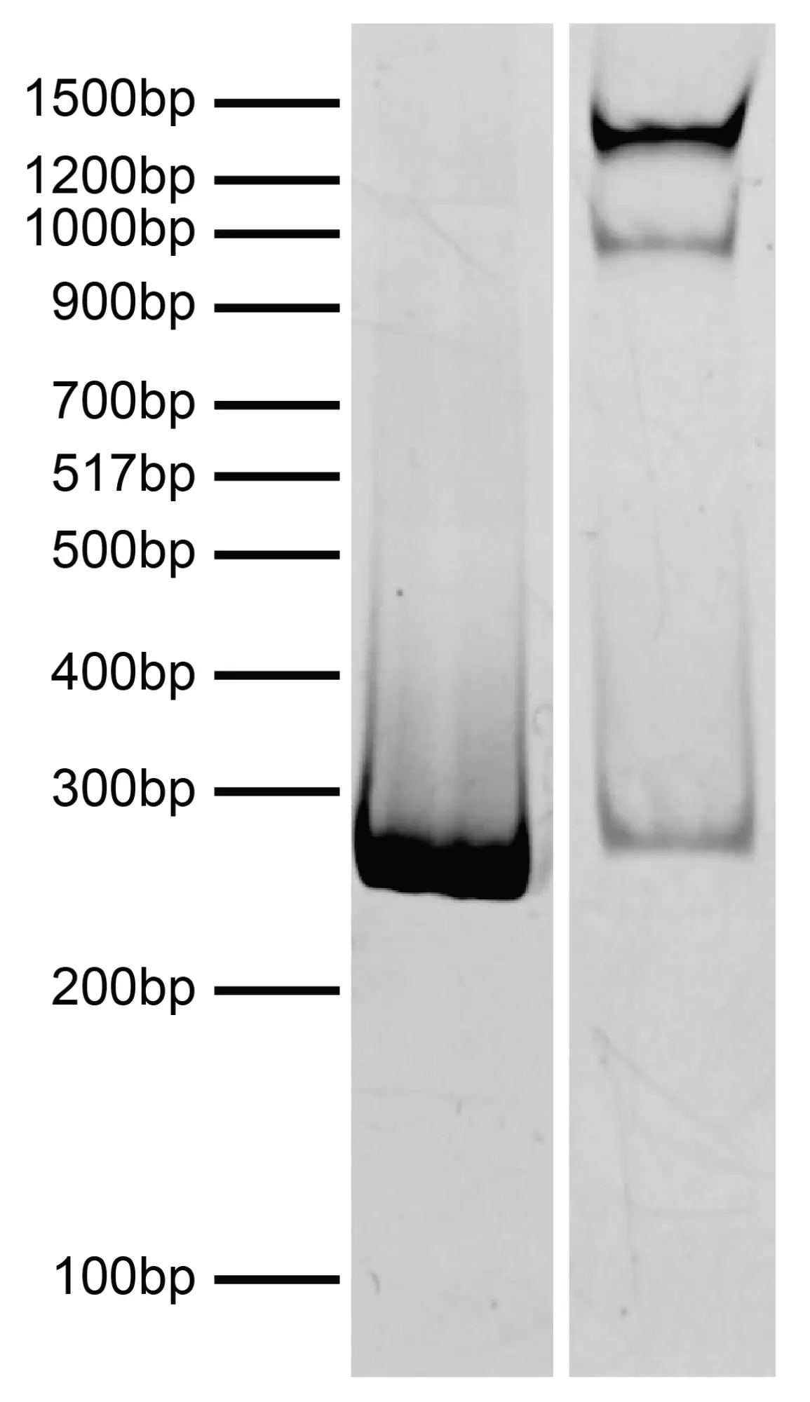 19 5002 Dna Gel Data Fig3