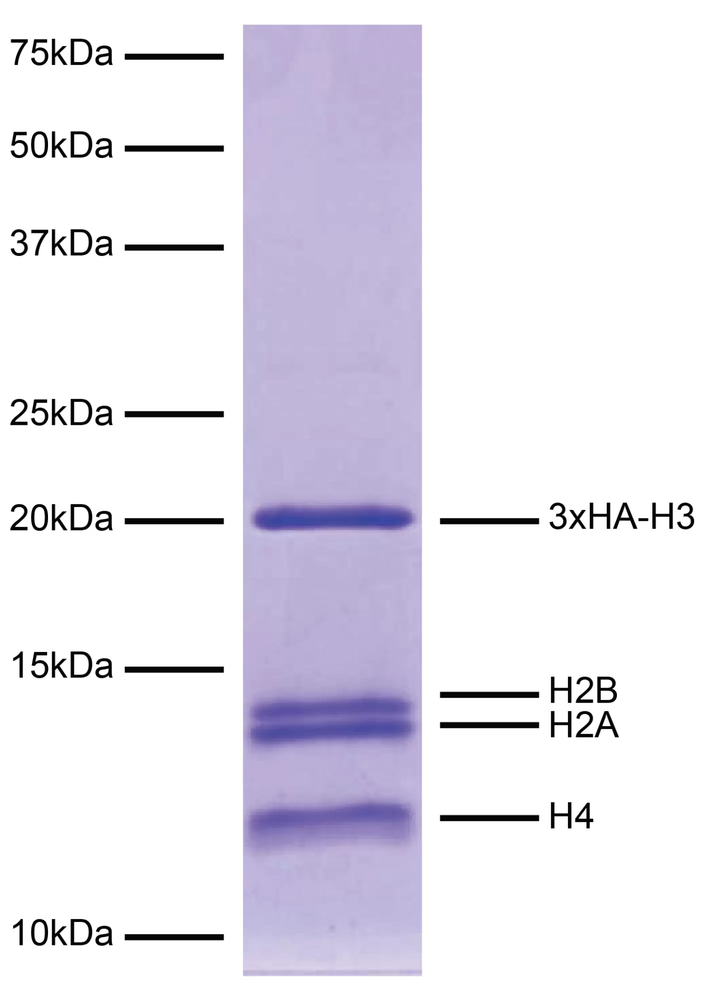19 5002 Protein Gel Data Fig4