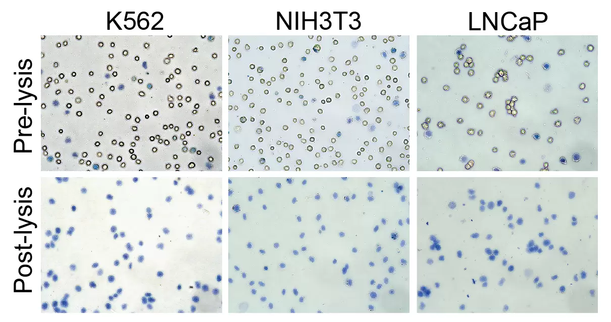 21 1026 Figure 1