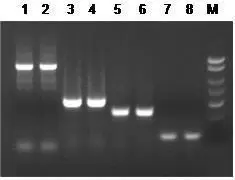 2x Onestep Rtpcr Master Mix 28113 Figure1