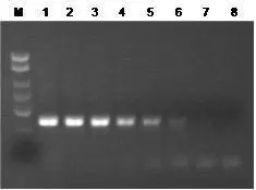 2x Onestep Rtpcr Master Mix 28113 Figure2