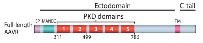 Aav 450 Aavr Domain