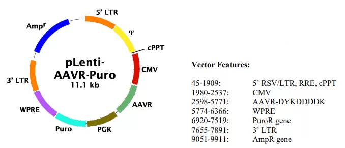 Aav 450 Vector Map