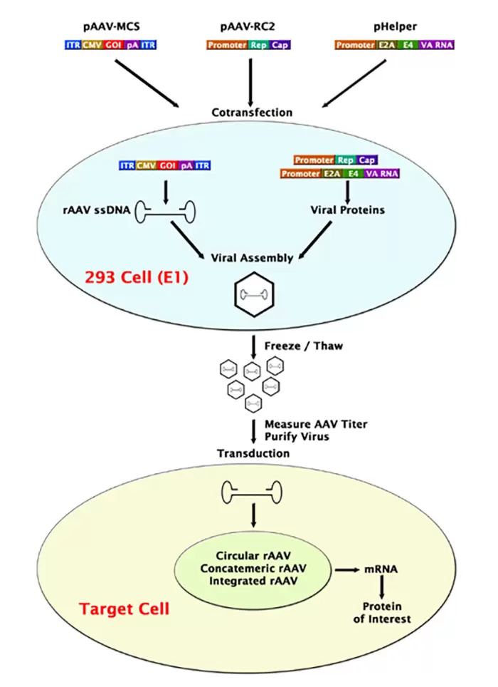 Aav Helper Free System