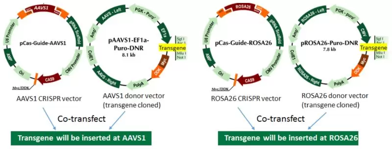 Aavs1 Rosa Vectors