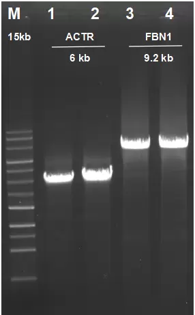 Accelerrt Effective Amplification