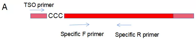 Accelerrt Template Switching High Efficiency